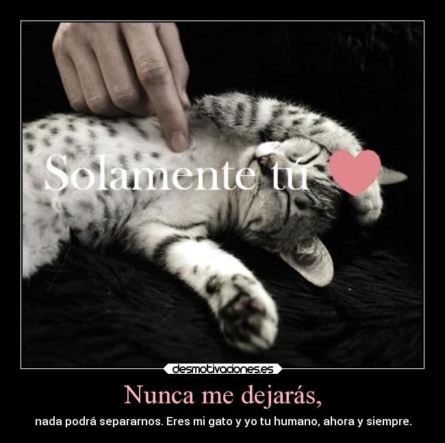 Nunca me dejarás, - nada podrá separarnos. Eres mi gato y yo tu humano, ahora y siempre.