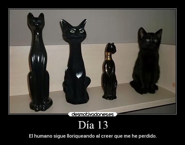 carteles gatos gato perdido egipto negro motivadoradesmotivadora16 desmotivaciones