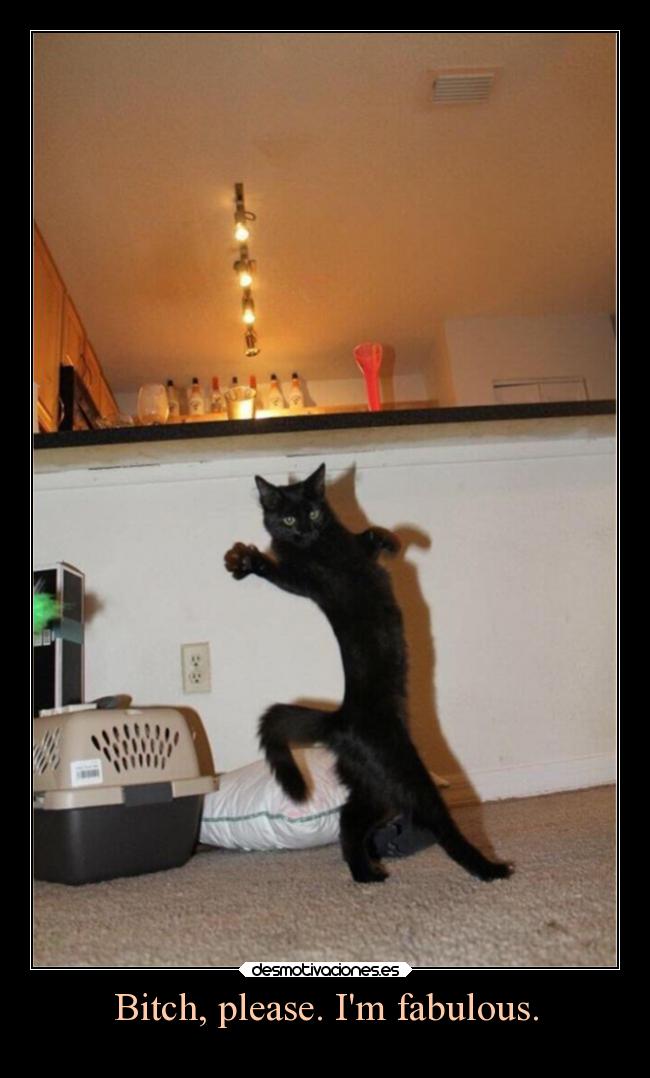 carteles gatos graciosas humor estilo yeah rilacs desmotivaciones