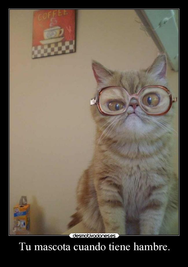 carteles gatos humor breathebreathe breathe desmotivaciones