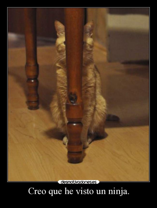 carteles gatos humor ninja breathebreathe desmotivaciones