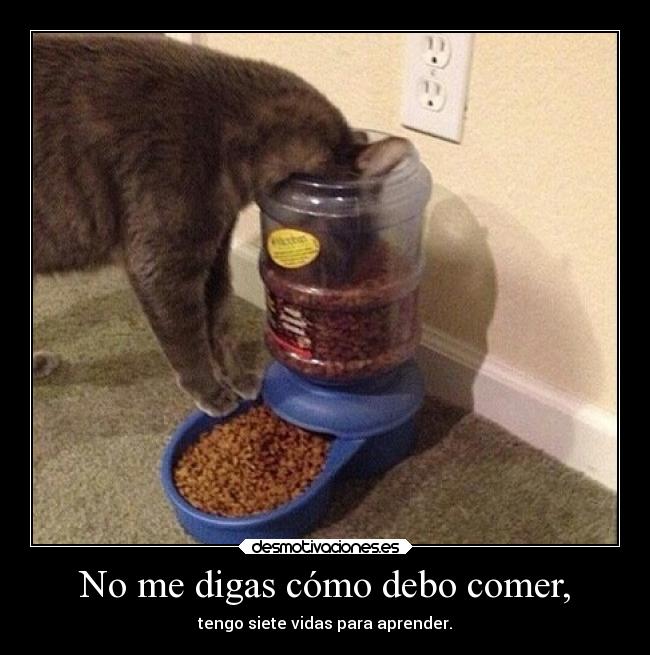 No me digas cómo debo comer, - tengo siete vidas para aprender.