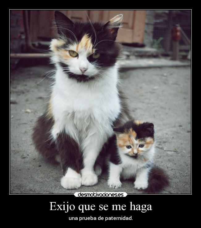 carteles gatos padre graciosa desmotivaciones