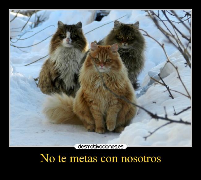 No te metas con nosotros -