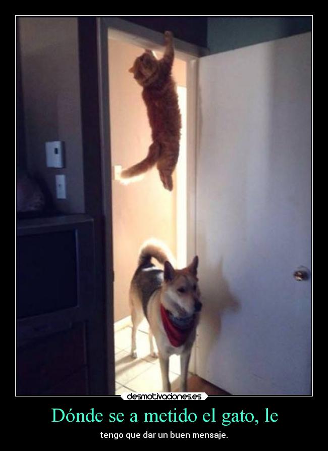 Dónde se a metido el gato, le -