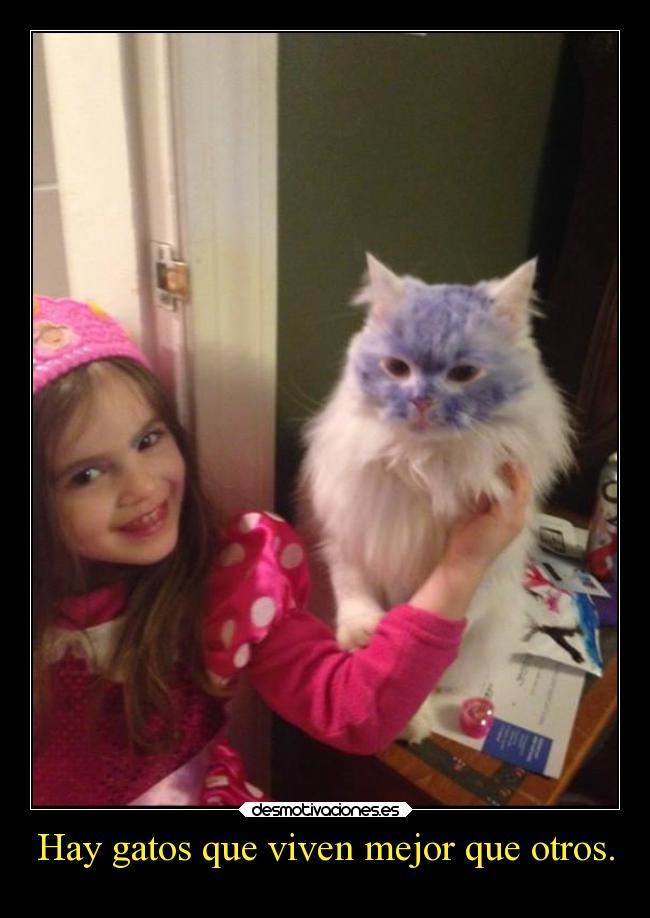 Hay gatos que viven mejor que otros. -
