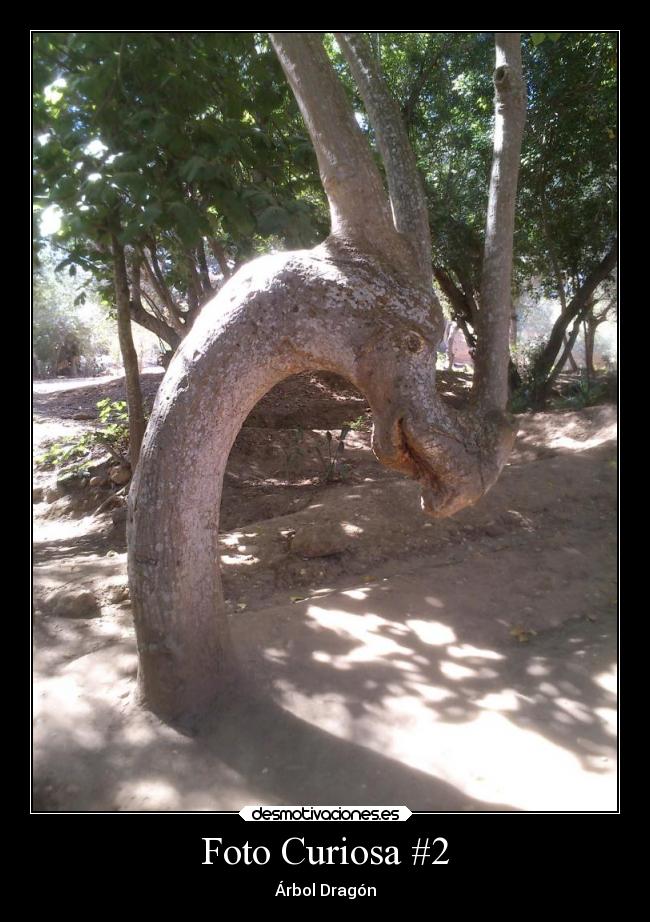 Foto Curiosa #2 - Árbol Dragón