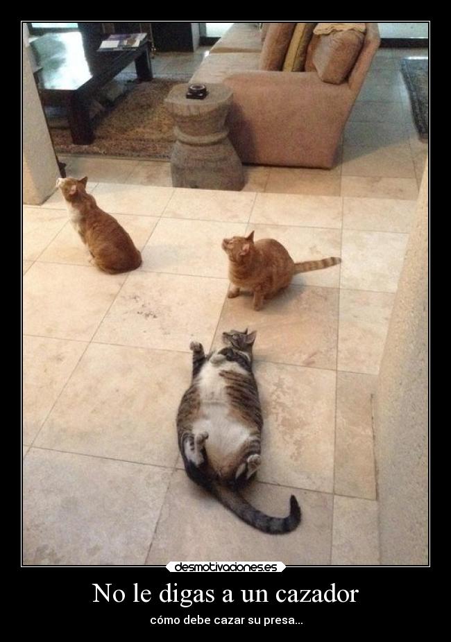No le digas a un cazador - cómo debe cazar su presa...