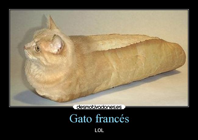 carteles humor graciosas gatos desmotivaciones