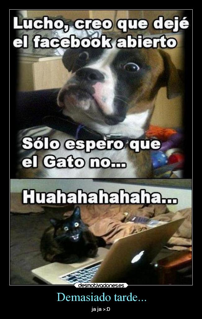 carteles humor graciosas gatos desmotivaciones