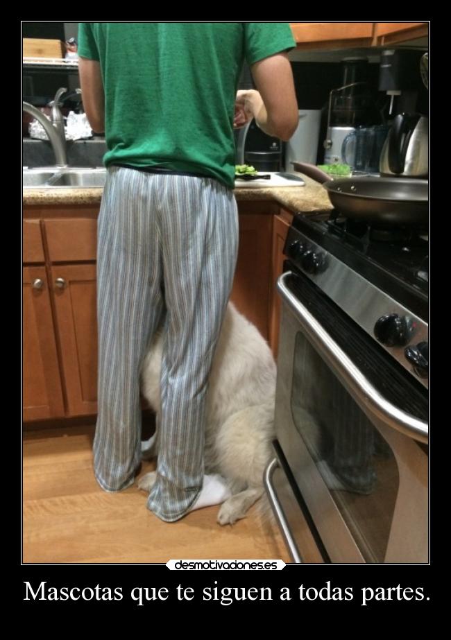 carteles humor mascotas breathebreathe desmotivaciones