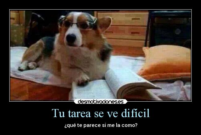 carteles humor perro tarea desmotivaciones
