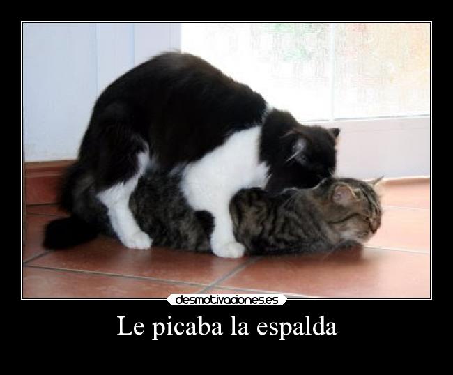 carteles humor sexo gatos slipkdemon clandesplazado apareamiento picazon desmotivaciones