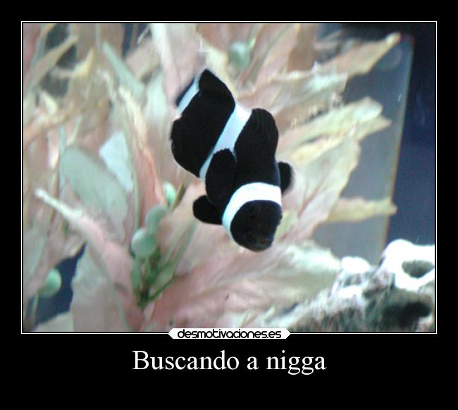 Buscando a nigga -