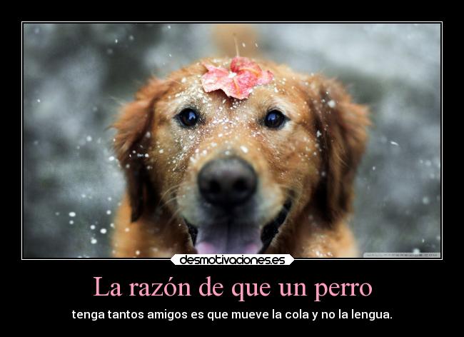 La razón de que un perro - tenga tantos amigos es que mueve la cola y no la lengua.