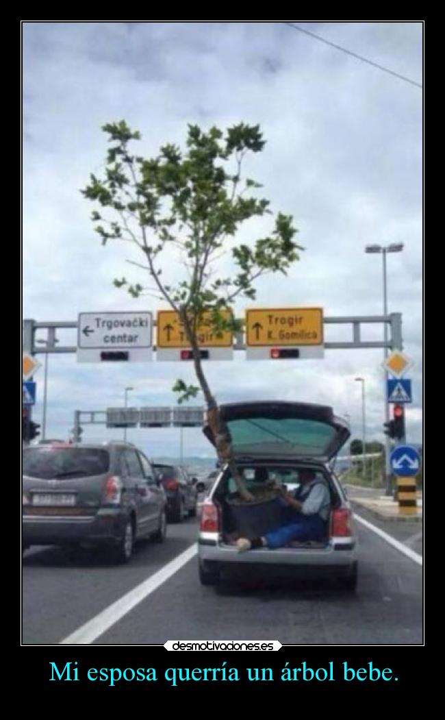 Mi esposa querría un árbol bebe. -