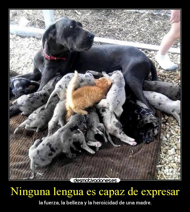 Ninguna lengua es capaz de expresar - la fuerza, la belleza y la heroicidad de una madre.