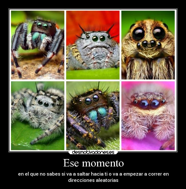 Ese momento - en el que no sabes si va a saltar hacia ti o va a empezar a correr en
direcciones aleatorias
