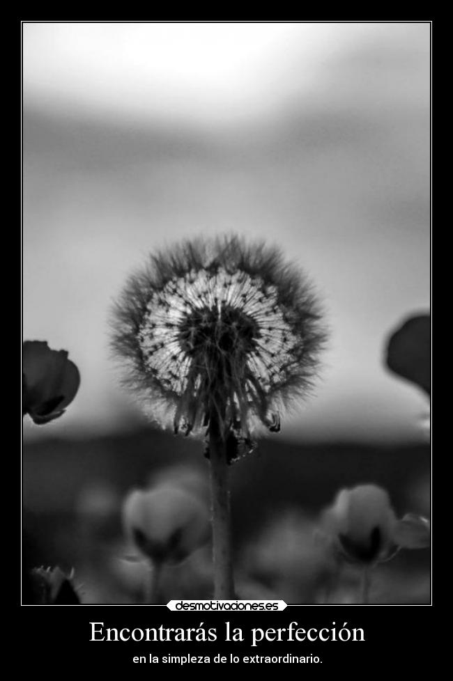 Encontrarás la perfección -
