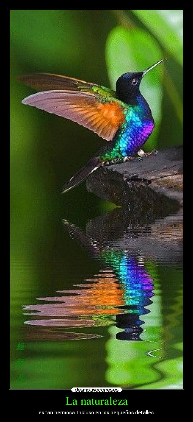 La naturaleza - es tan hermosa. Incluso en los pequeños detalles.