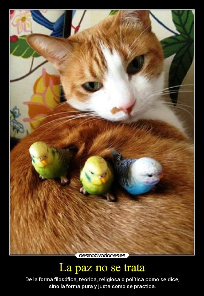 La paz no se trata - De la forma filosófica, teórica, religiosa o política como se dice,
sino la forma pura y justa como se practica.