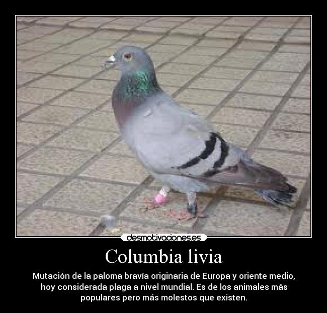 Columbia livia - Mutación de la paloma bravía originaria de Europa y oriente medio,
hoy considerada plaga a nivel mundial. Es de los animales más
populares pero más molestos que existen.
