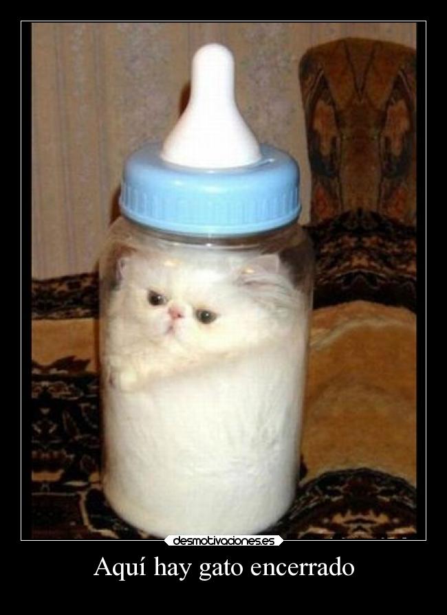 Aquí hay gato encerrado -