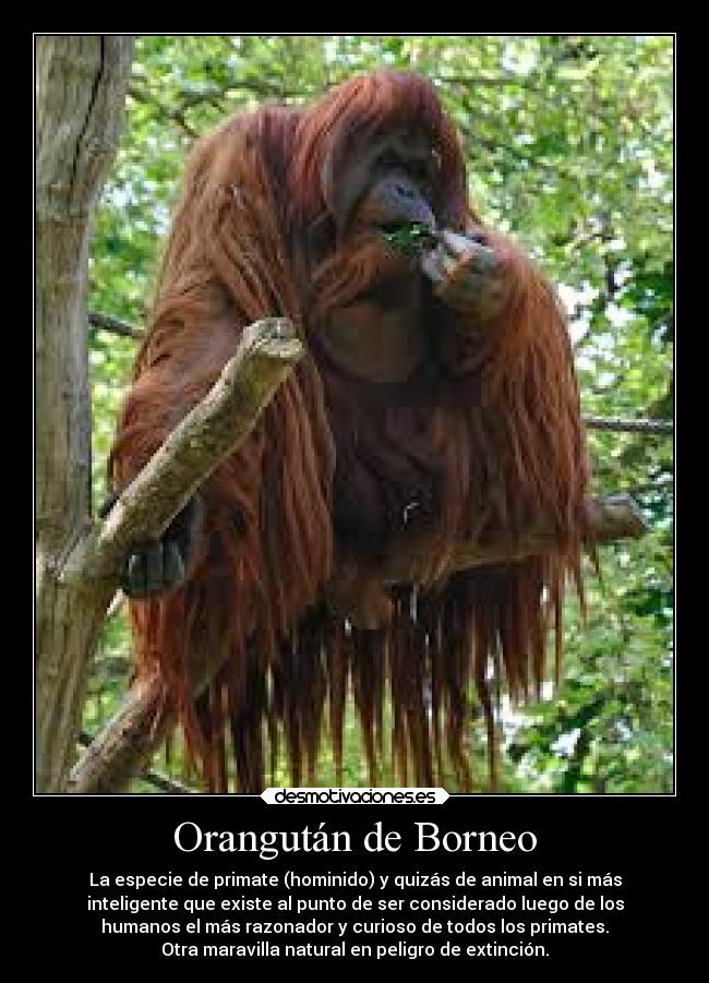 Orangután de Borneo - La especie de primate (hominido) y quizás de animal en si más
inteligente que existe al punto de ser considerado luego de los
humanos el más razonador y curioso de todos los primates.
Otra maravilla natural en peligro de extinción.