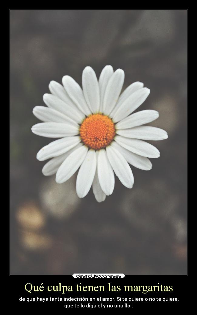 Qué culpa tienen las margaritas - de que haya tanta indecisión en el amor. Si te quiere o no te quiere,
que te lo diga él y no una flor.