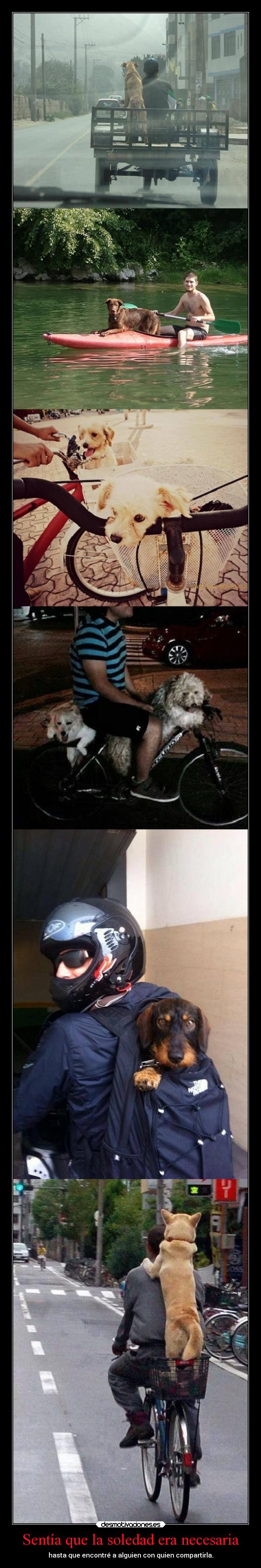 carteles soledad animales desmotivaciones soledad yaquiestoyyootravezxd perros desmotivaciones