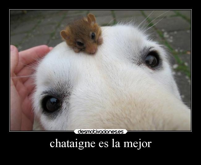 carteles tonto desmotivaciones