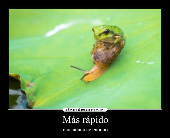 Más rápido - esa mosca se escapa