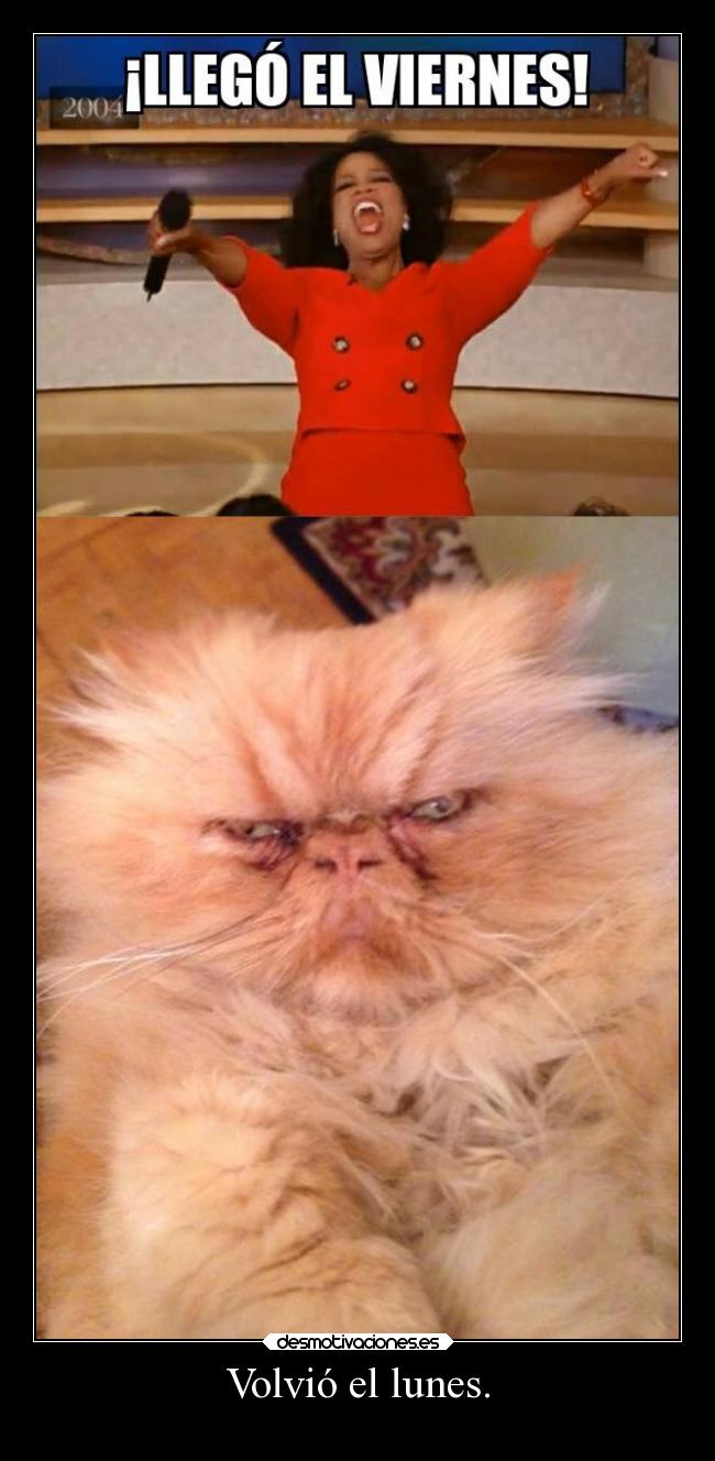 carteles trabajo vida gatos humor desmotivaciones