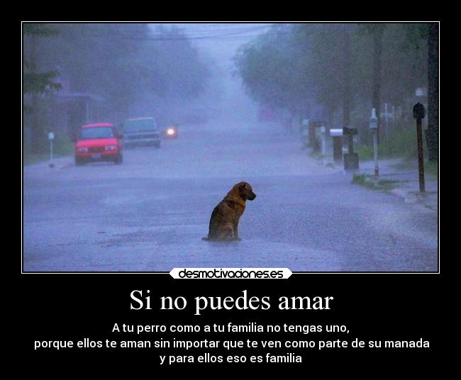 carteles tristeza sentimientos familia amor animales desmotivaciones