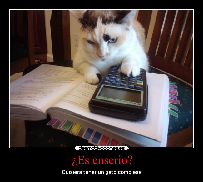 ¿Es enserio? - Quisiera tener un gato como ese