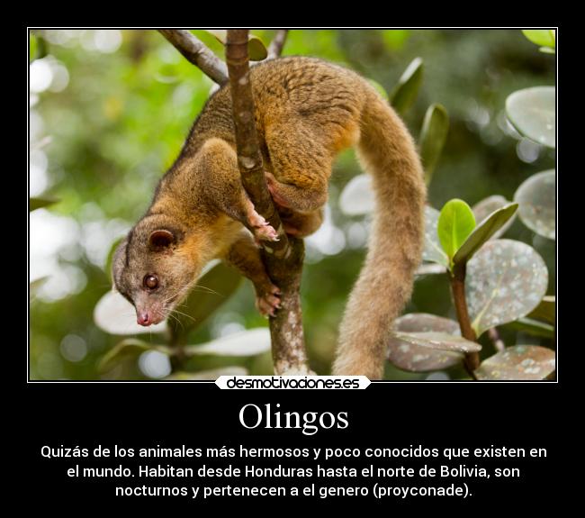 Olingos - Quizás de los animales más hermosos y poco conocidos que existen en
el mundo. Habitan desde Honduras hasta el norte de Bolivia, son
nocturnos y pertenecen a el genero (proyconade).