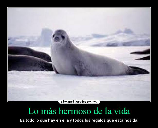 Lo más hermoso de la vida - Es todo lo que hay en ella y todos los regalos que esta nos da.