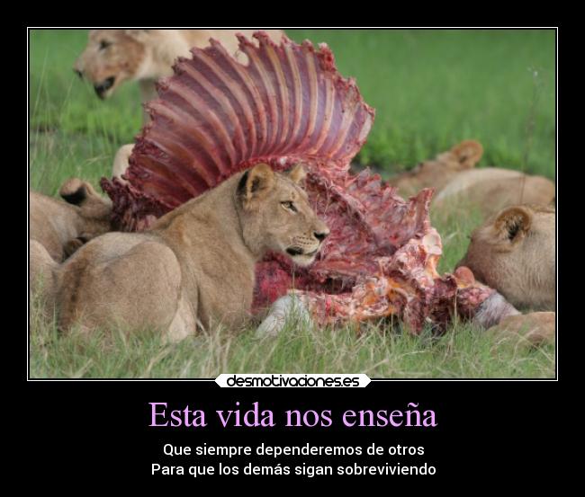 carteles vida vida desmotivaciones