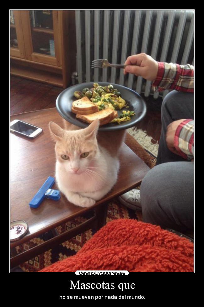 Mascotas que - no se mueven por nada del mundo.