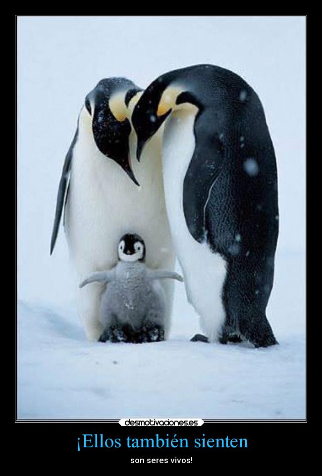 ¡Ellos también sienten -