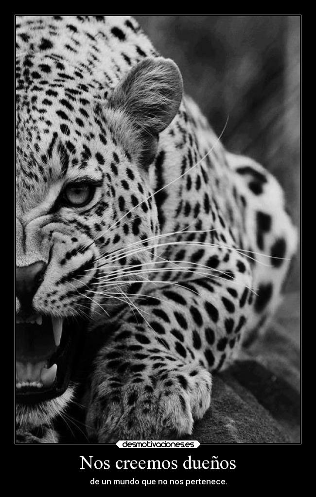 carteles alma nadie lee mis etiquetas bueh lloroensilencio historiadealguienquenosabeserfeliz desmotivaciones