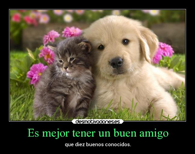 carteles amigos amistad conocidos buenos desmotivaciones