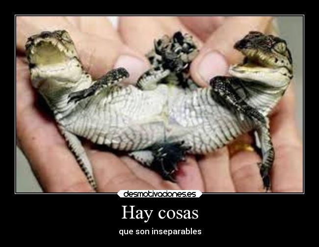 carteles amistad animales siameses cocodrilos desmotivaciones