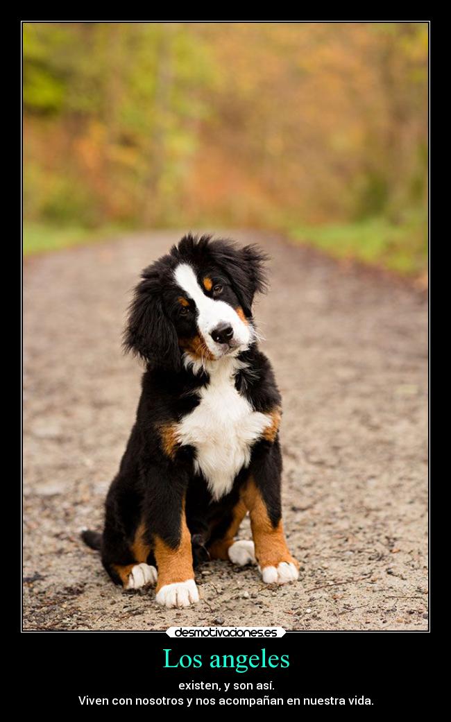 Los angeles - existen, y son así.
Viven con nosotros y nos acompañan en nuestra vida.