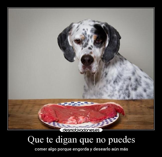 carteles animales amor petfood rockstar baby barybysuperstar redimidos desmotivaciones