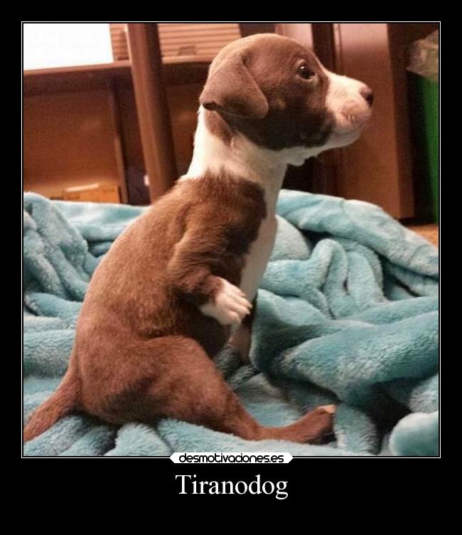 Tiranodog - 