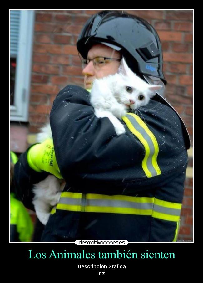 Los Animales también sienten - Descripción Gráfica
r.z