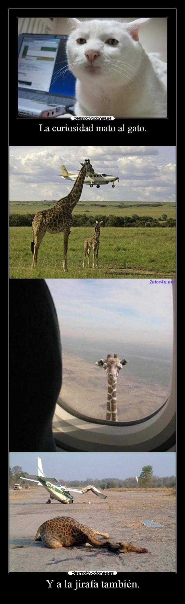 Y a la jirafa también. - 