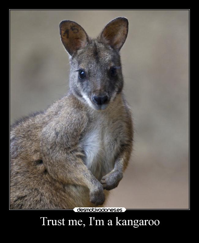 carteles animales humor slipkdemon clandesplazado canguro ualabi parecidos desmotivaciones