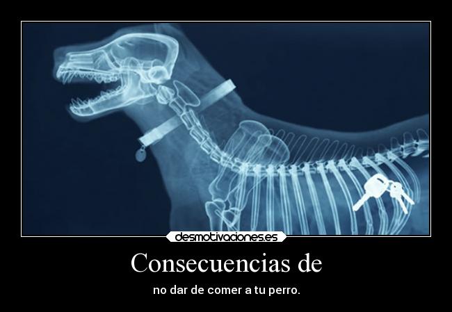 Consecuencias de - no dar de comer a tu perro.